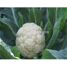 wholesale hybrid cauliflower seeds from China